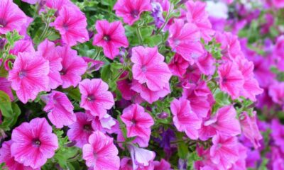 Flores perenes que brotam e embelezam o ano inteiro