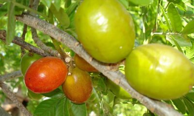 Entre cores e sabores, seriguela é destaque entre as frutas do Nordeste