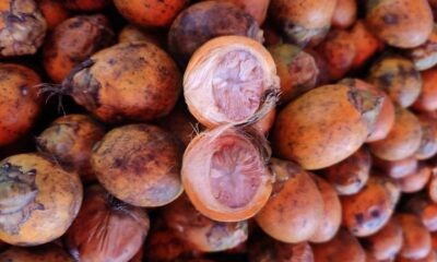 Técnica inovadora revela consumo de noz psicoativa há 4 mil anos