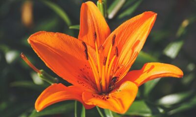 Pleno de simbolismo, o lírio representa pureza e renovação; conheça as espécies