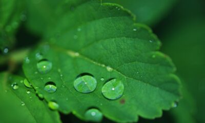 Sabe? Como surgem as gotas de orvalho que refrescam as plantas
