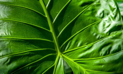 Como deixar suas plantas sempre verdes