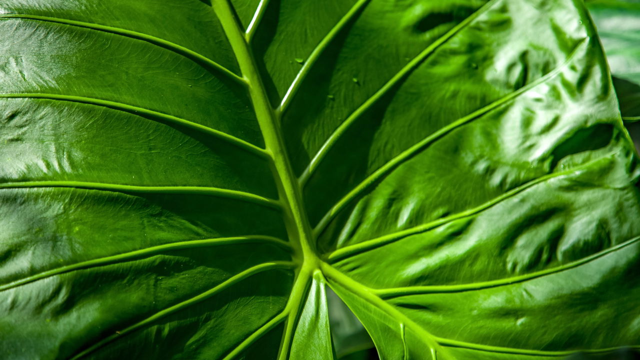 Como deixar suas plantas sempre verdes