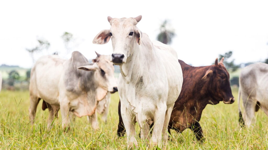 A decisão dos EUA que ameaça setores inteiros da economia brasileira

