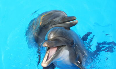 Esses animais parecem fofinhos, mas são verdadeiros monstros