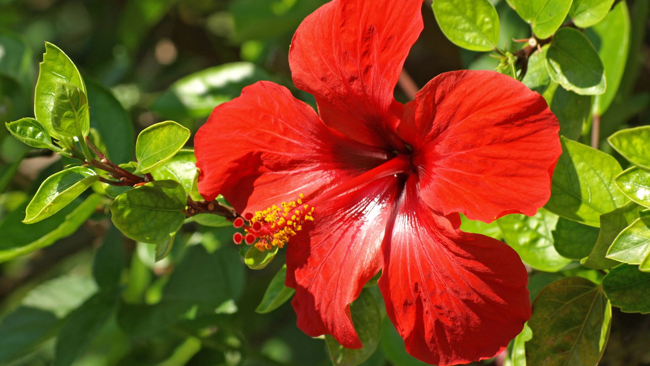 A planta secreta que elimina gordura e você pode ter em casa