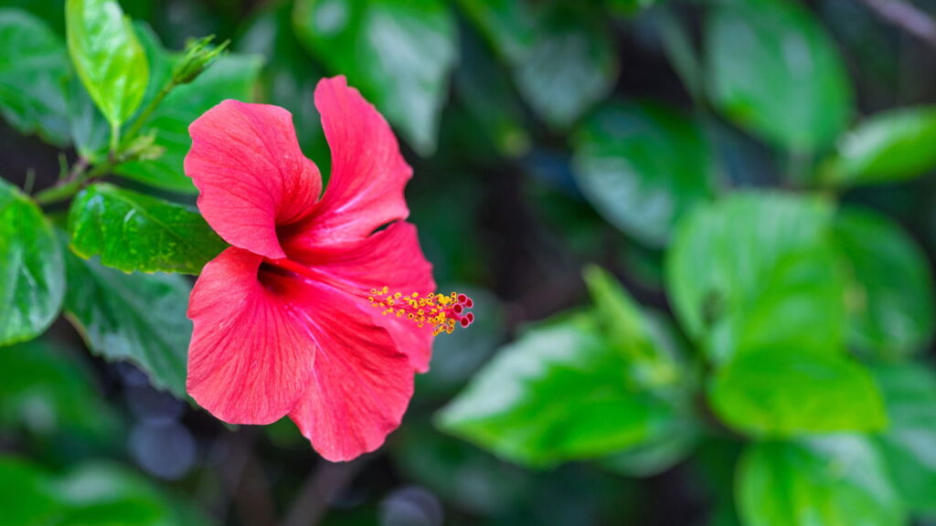 A planta secreta que elimina gordura e você pode ter em casa