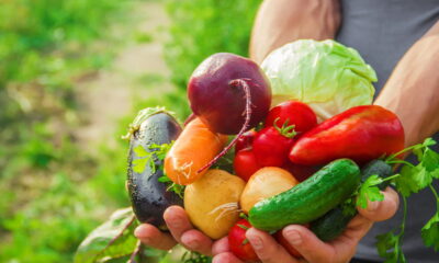 Aprenda a montar horta orgânica em vasos sem usar químicos