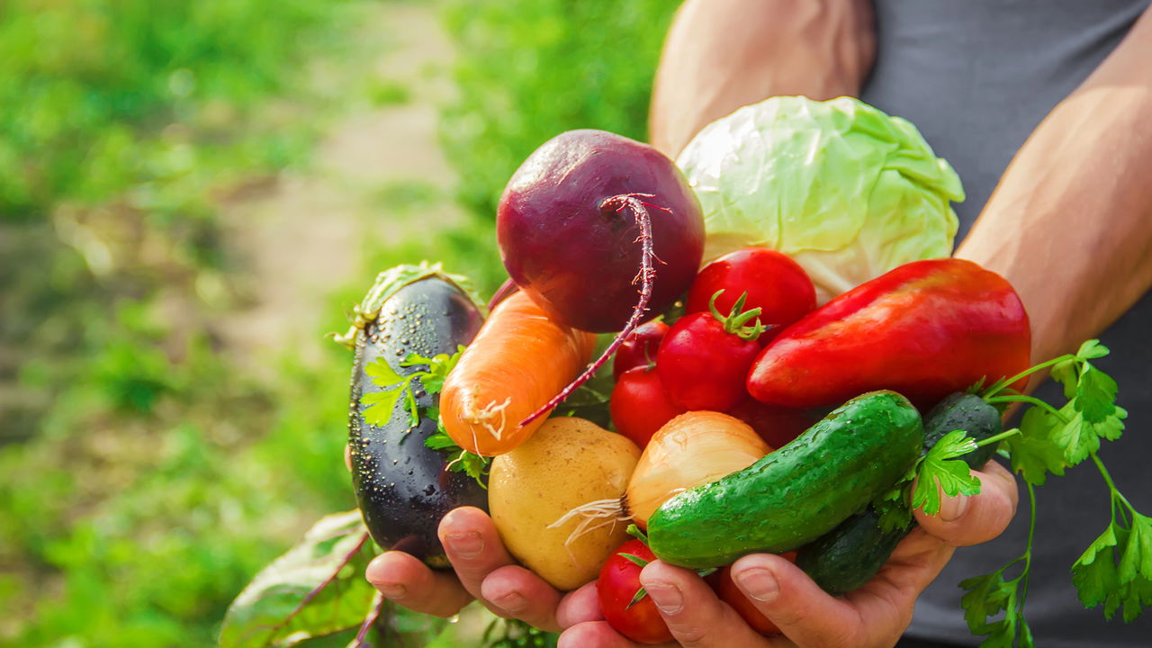 Aprenda a montar horta orgânica em vasos sem usar químicos