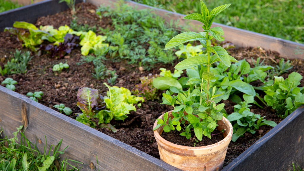 Aprenda a montar horta orgânica em vasos sem usar químicos
