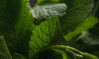 Plantas que acabam com insetos e limpam seu ar