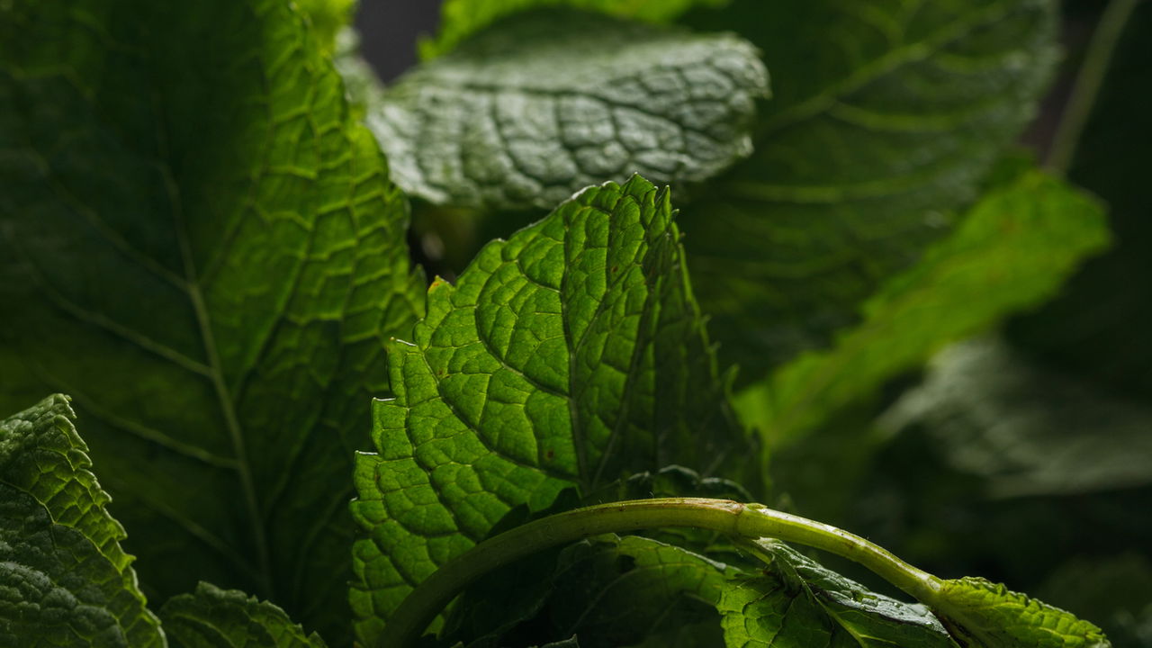 Plantas que acabam com insetos e limpam seu ar