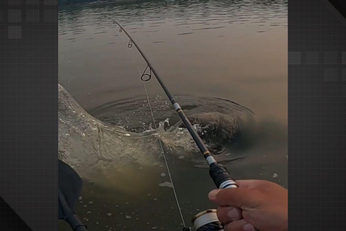 Pescador fisga jacaré gigante maior que o próprio caiaque