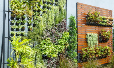 Jardim vertical melhora estética e bem-estar em casas pequenas