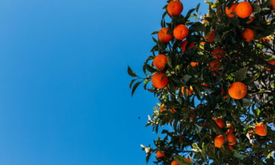 Plante laranja no vaso e colha o ano inteiro