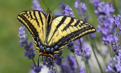 Essa planta atrai borboletas e traz mais cor ao jardim