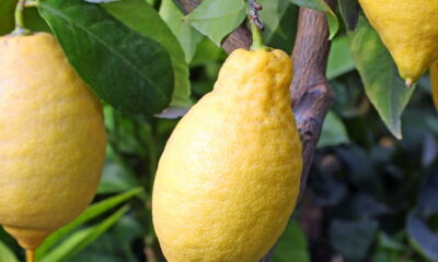 Cultive limão siciliano em apartamento pequeno sem complicação