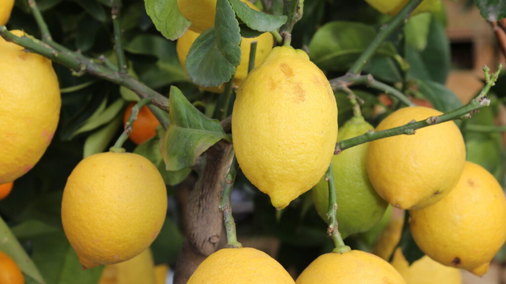 Cultive limão siciliano em apartamento pequeno sem complicação