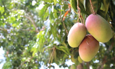Fruta comum no Brasil melhora a visão e ainda pode render 300 frutos por ano
