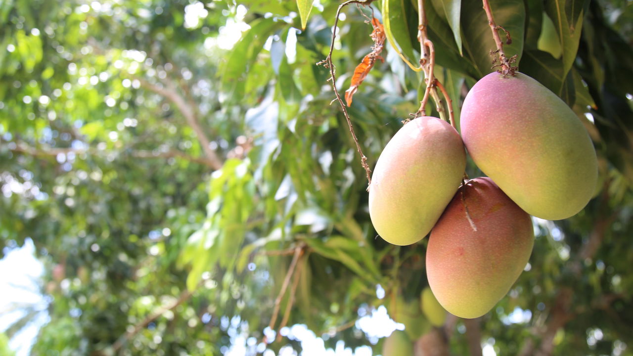 Fruta comum no Brasil melhora a visão e ainda pode render 300 frutos por ano