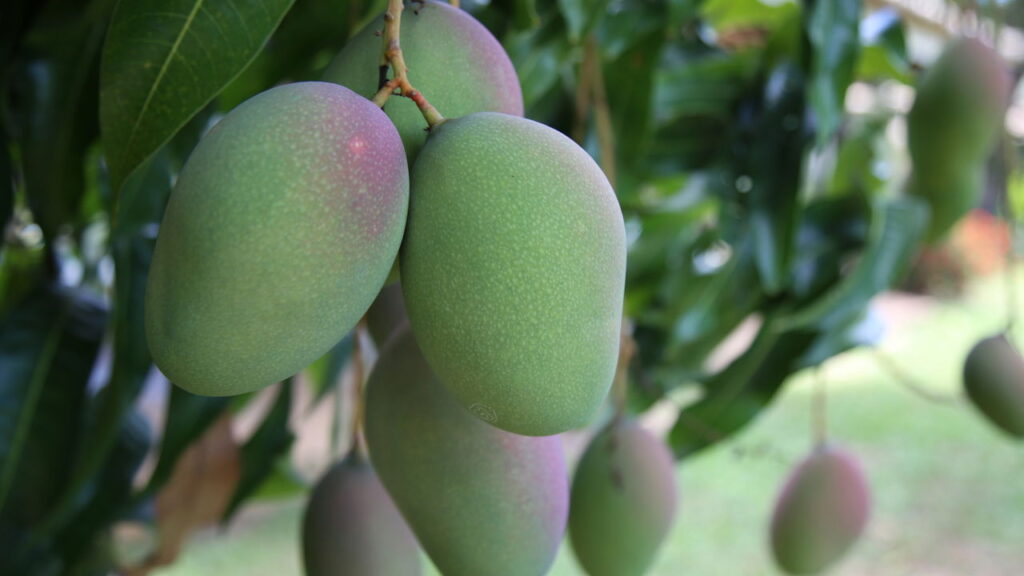 Fruta comum no Brasil melhora a visão e ainda pode render 300 frutos por ano