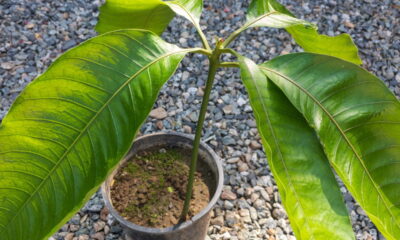 Como ter manga em vasos grandes em casa