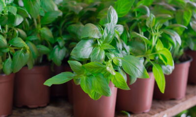 A planta que avisa com cheiro que está com sede