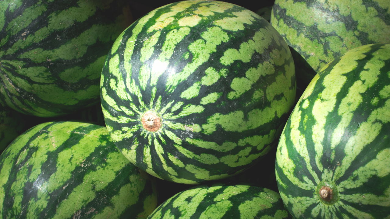 O segredo para plantar melancia sem precisar de quintal