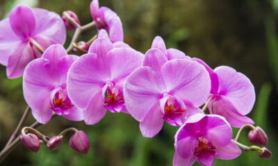 A planta que atrai tudo de bom para o lar