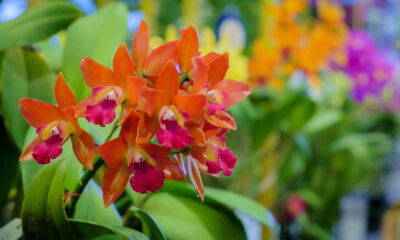 Use esse ingrediente nas orquídeas e veja brotar flor sem parar