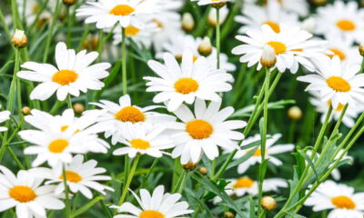 Plantas que reduzem ansiedade e depressão