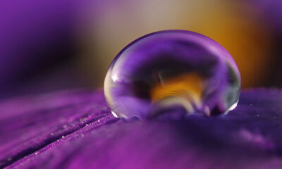 O mistério da “planta que chora” choca moradores do Brasil