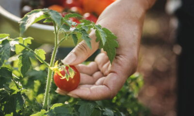 Aprenda a plantar tomates em vasos pequenos