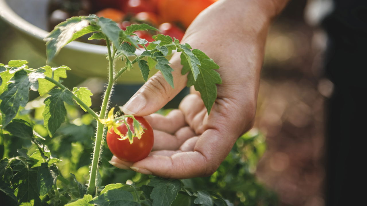 Aprenda a plantar tomates em vasos pequenos