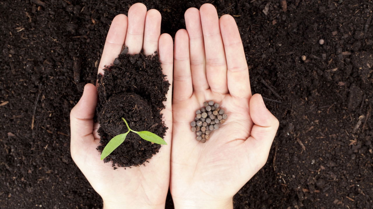 Sementes baratas que você pode cultivar facilmente no seu jardim