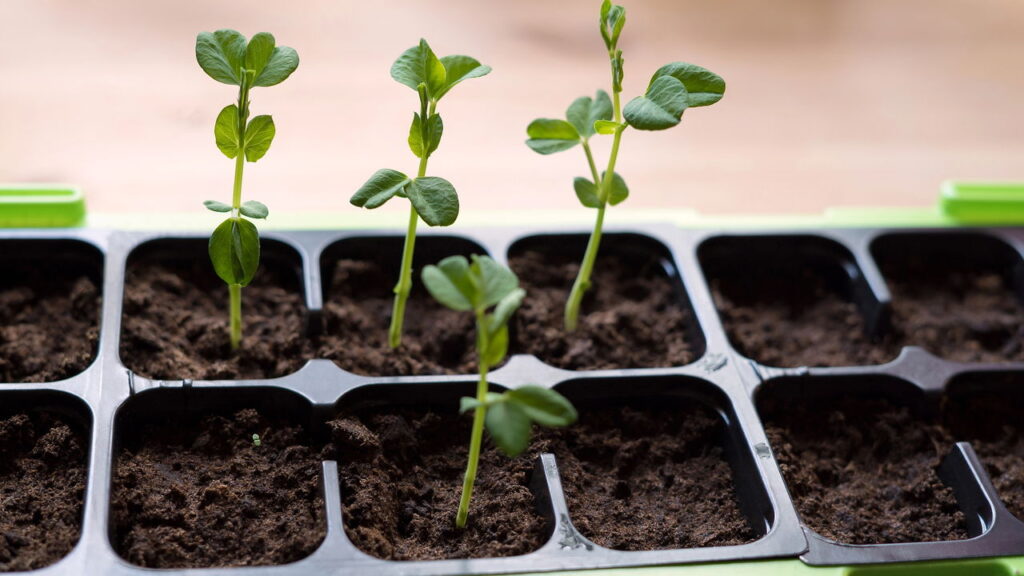 Sementes baratas que você pode cultivar facilmente no seu jardim