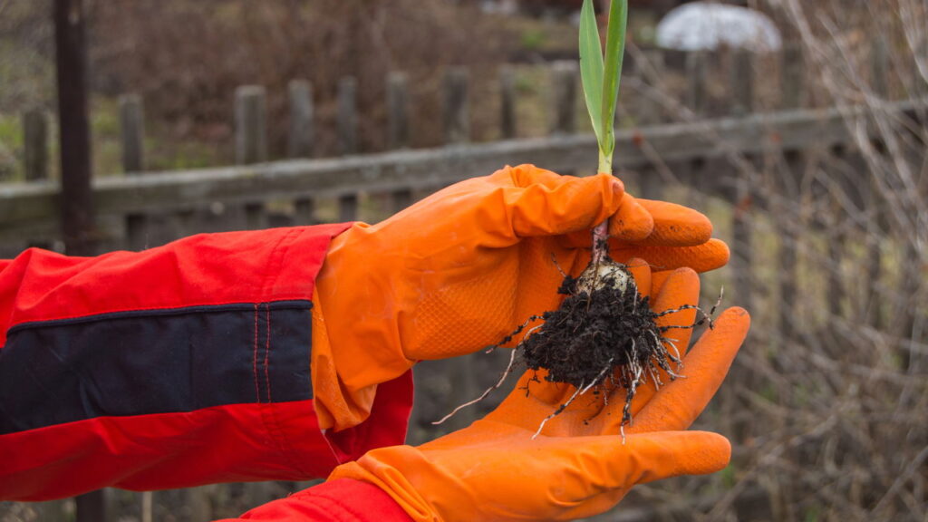 Como plantar alho em vasos e colher em casa