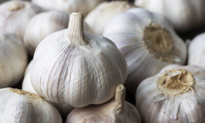 Tenha alho fresco sempre à mão e colha saúde direto da sua horta