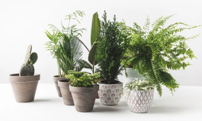 Esse adubo caseiro deixa suas plantas lindas