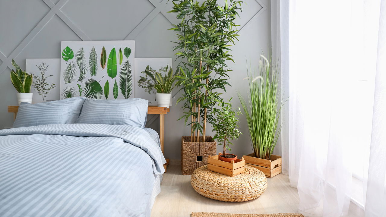 Como escolher plantas para quarto que aumentam bem-estar