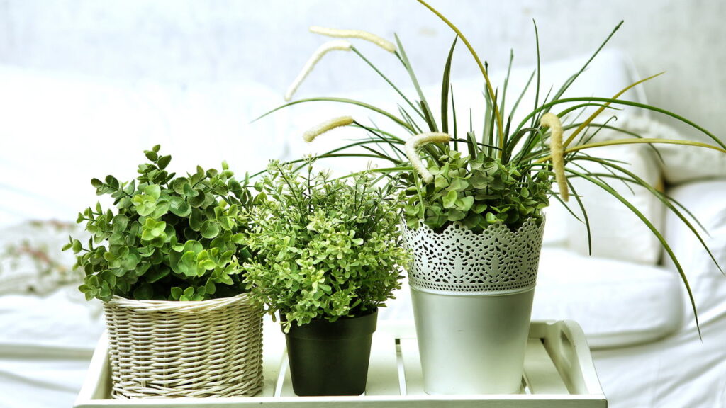 Como escolher plantas para quarto que aumentam bem-estar