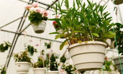 Como usar plantas suspensas para valorizar sua sala de estar