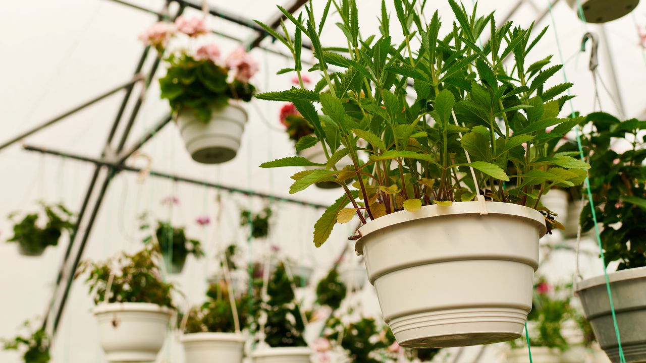 Como usar plantas suspensas para valorizar sua sala de estar