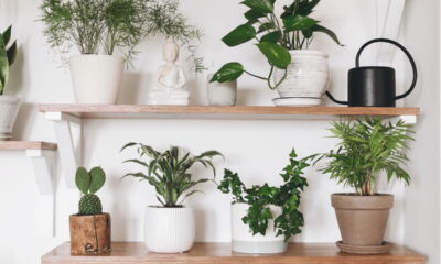 Como escolher plantas para purificar o ar de forma prática