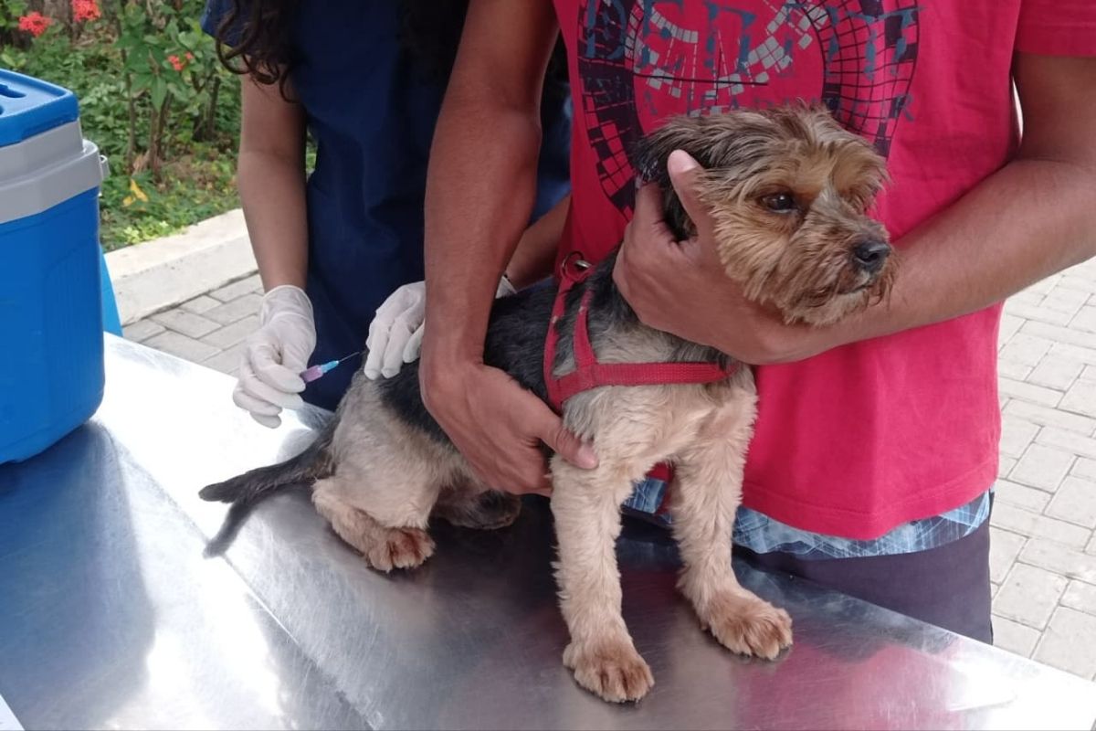 Vacinação antirrábica