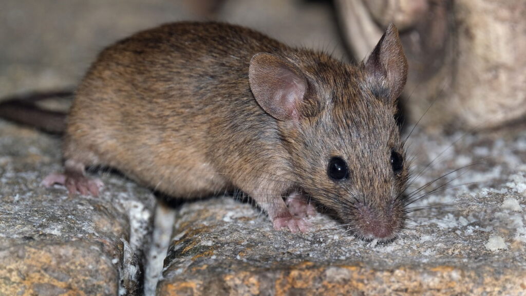 Ratos odeiam essas 3 plantas e abandonam sua casa quando sentem o cheiro