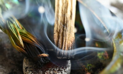 Planta poderosa traz sorte e é usada em rituais