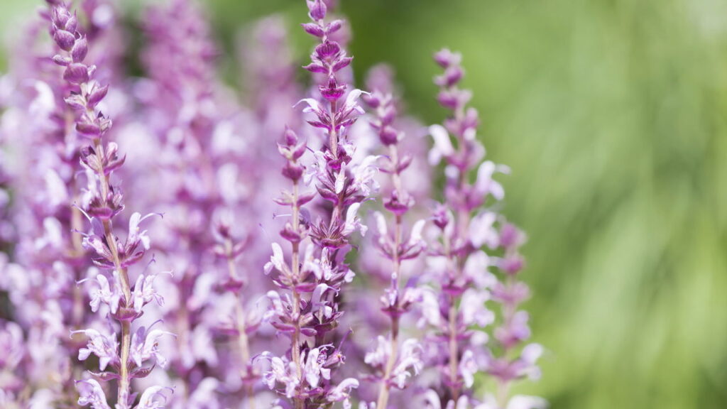 Planta medicinal ancestral controla o açúcar no sangue e aliviar dores ao mesmo tempo