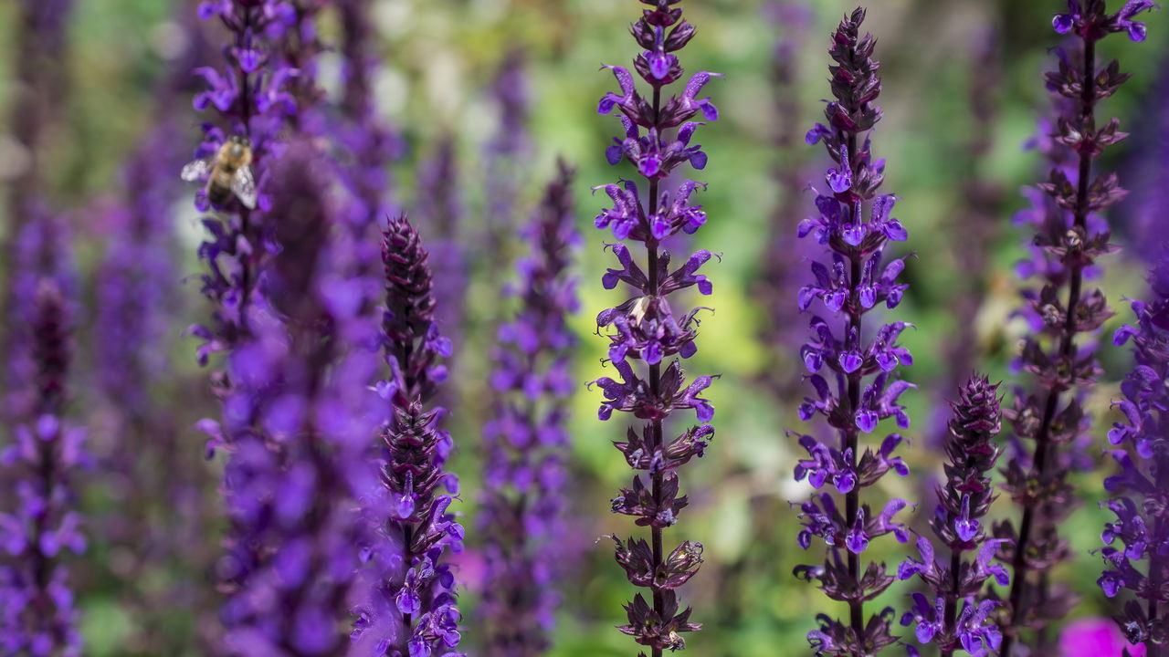 Planta medicinal ancestral controla o açúcar no sangue e aliviar dores ao mesmo tempo
