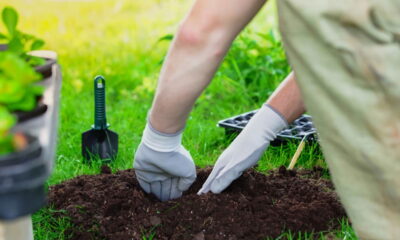 Como fortalecer plantas corrigindo o solo